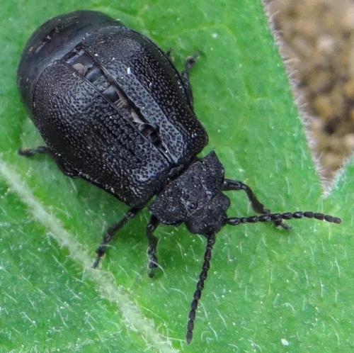 Galeruca sp.