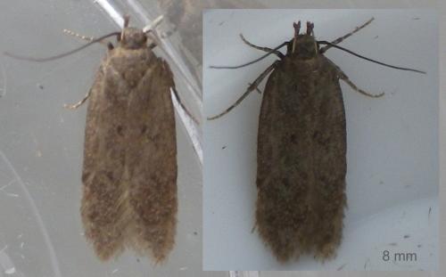 Bryotropha sp.