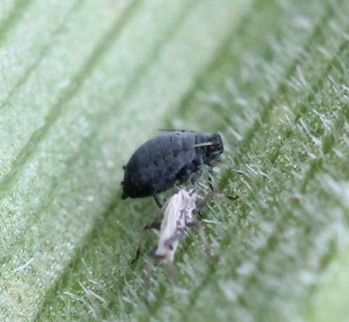 Aphis sp.