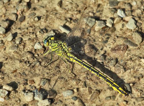 Gomphus pulchellus