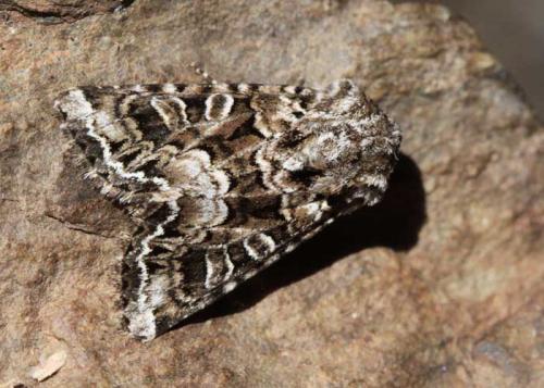 Hadena ruetimeyeri
