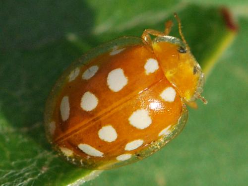 Halyzia sedecimguttata