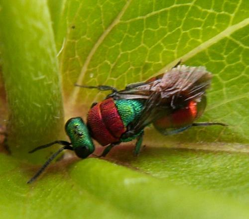 Hedychrum nobile