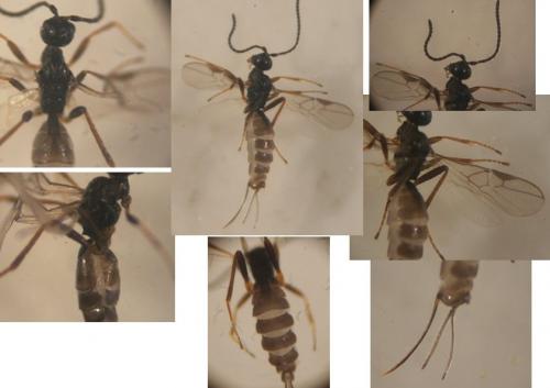 Blacus sp.