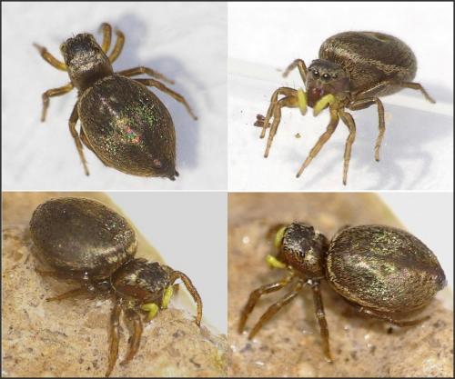 Heliophanus tribulosus