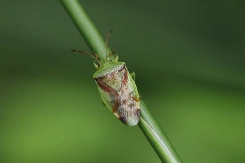 Réf. 124 834 : Elasmostethus sp.