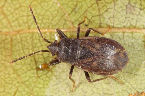 Drymus brunneus