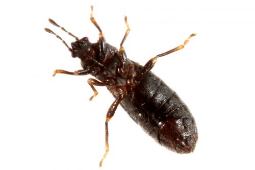Réf. 124 096 : Dimorphopterus spinolae
