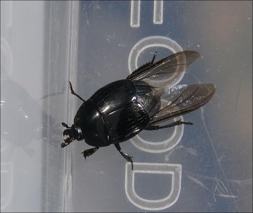 Margarinotus brunneus