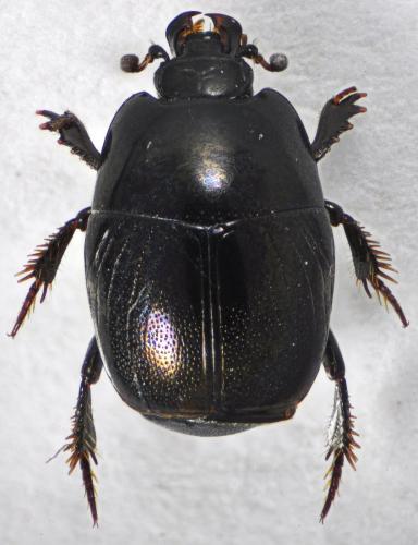 Hypocaccus dimidiatus dimidiatus