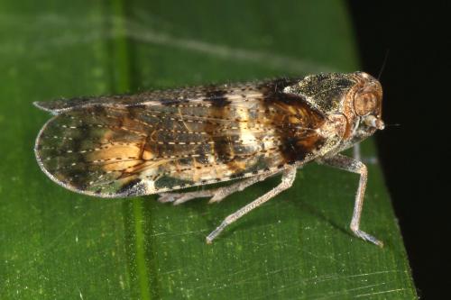 Réf. 124 323 : Cixius nervosus