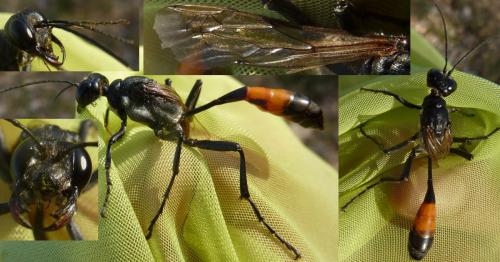 Hoplammophila armata
