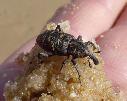 Hylobius abietis