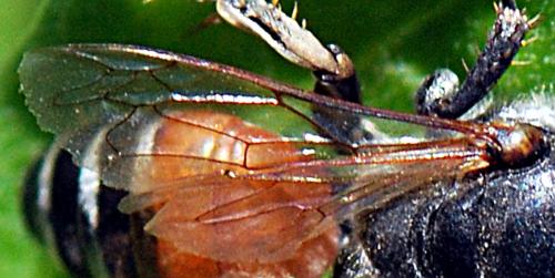 Tachytes panzeri