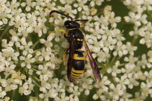 Ancistrocerus sp.