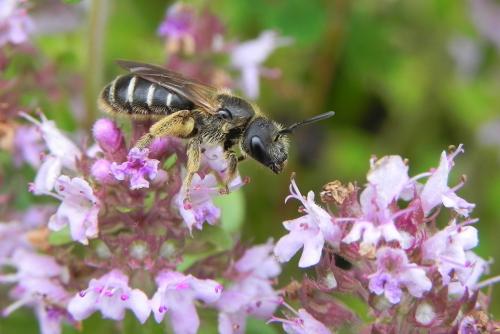Réf. 124 782 : Lasioglossum sp.