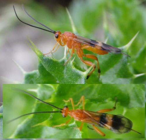 Réf. 124 212 : Cremnops desertor