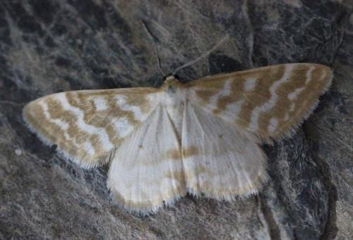 Idaea sericeata