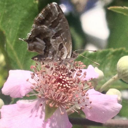 Cacyreus marshalli