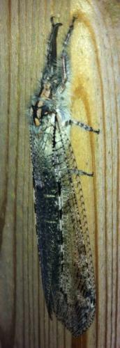 Acanthaclisis occitanica