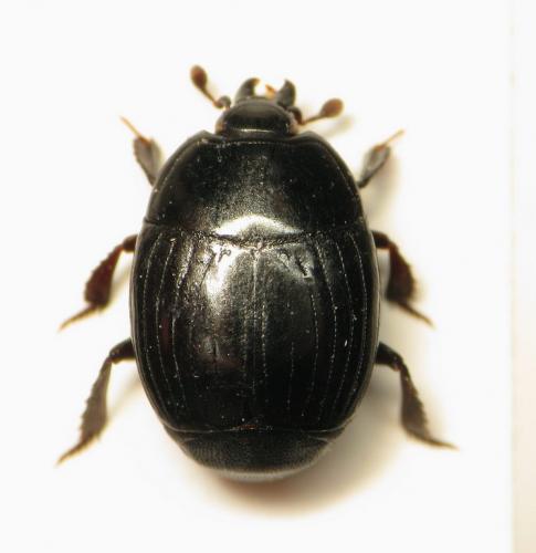 Réf. 124 425 : Margarinotus ruficornis