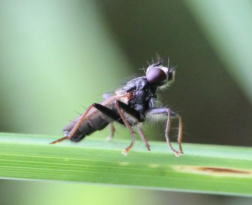 Cordilura impudica