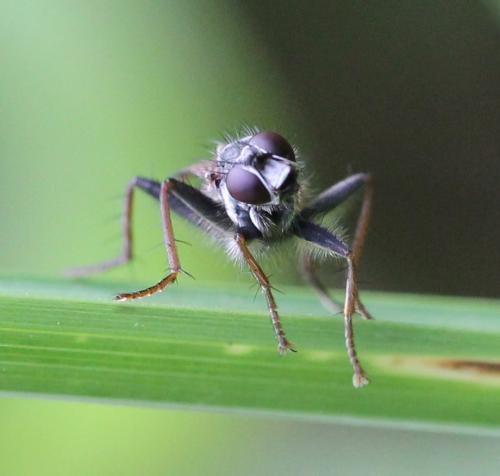 Cordilura impudica