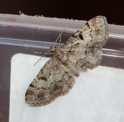Réf. 124 078 : Eupithecia abietaria