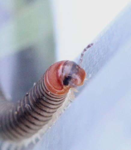 Cylindroiulus broti