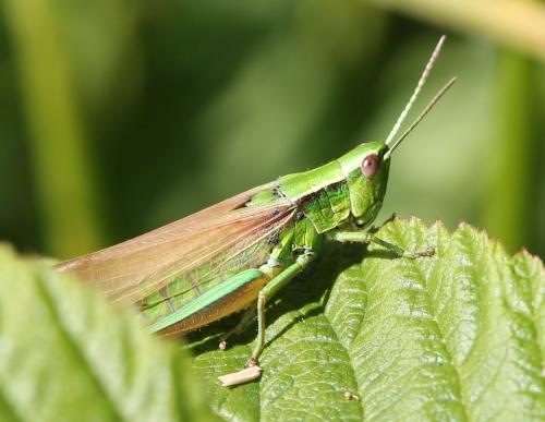 Réf. 124 143 : Euthystira brachyptera