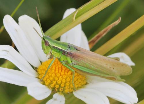 Réf. 124 142 : Euthystira brachyptera