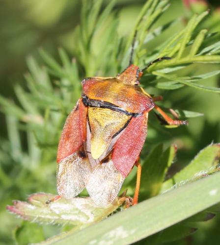 Carpocoris purpureipennis
