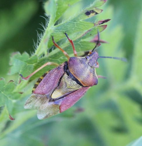 Carpocoris purpureipennis