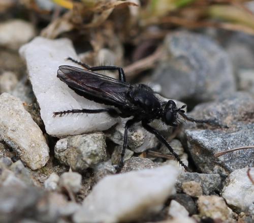Réf. 124 579 : Andrenosoma albibarbe