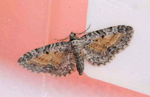 Réf. 124 615 : Eupithecia icterata