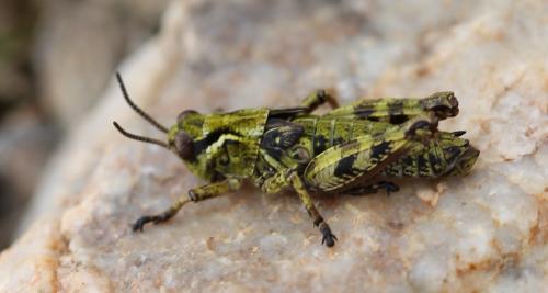 Réf. 124 144 : Bohemanella frigida frigida
