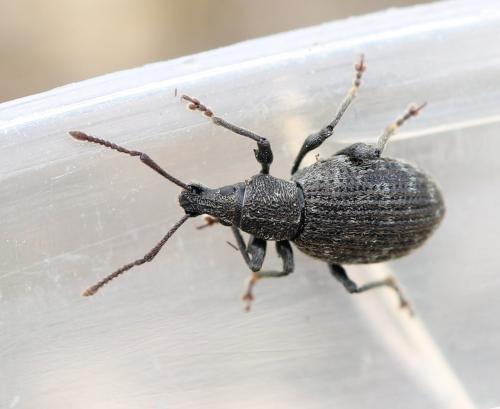 Otiorhynchus nubilus