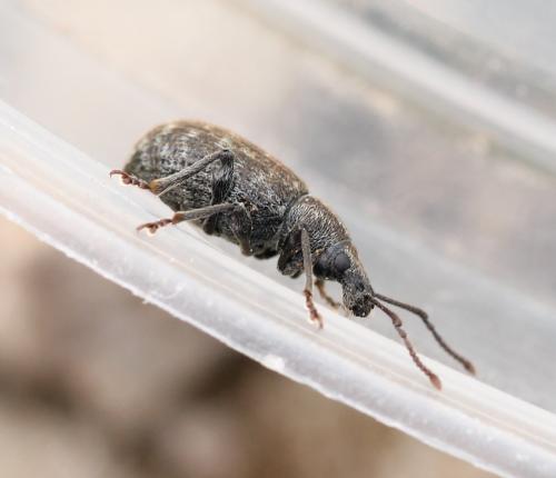 Otiorhynchus nubilus