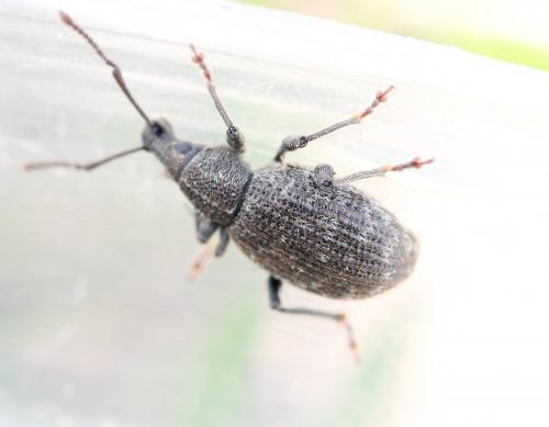 Otiorhynchus nubilus