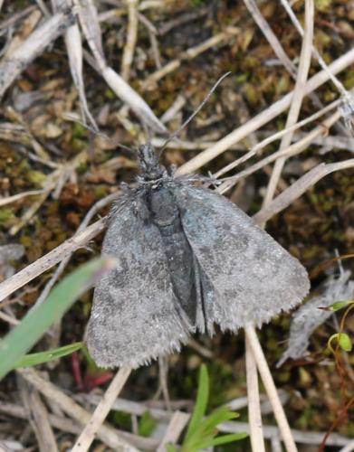 Metaxmeste sp.