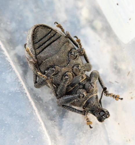 Barynotus margaritaceus