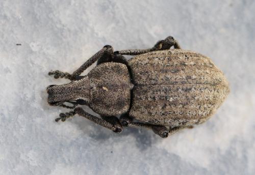 Barynotus margaritaceus