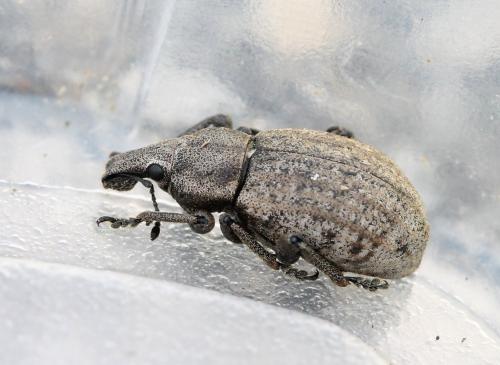 Barynotus margaritaceus