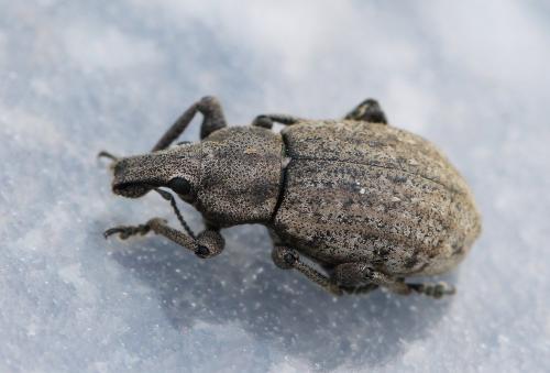Barynotus margaritaceus
