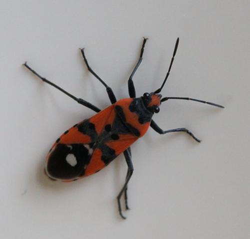 Réf. 124 013 : Lygaeus equestris
