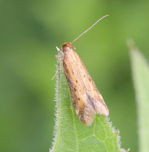 Réf. 124 198 : Metzneria sp.