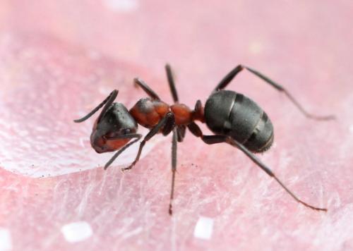 Formica rufa