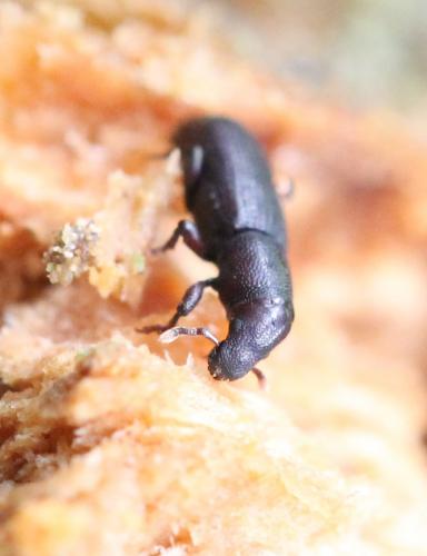 Rhyncolus ater