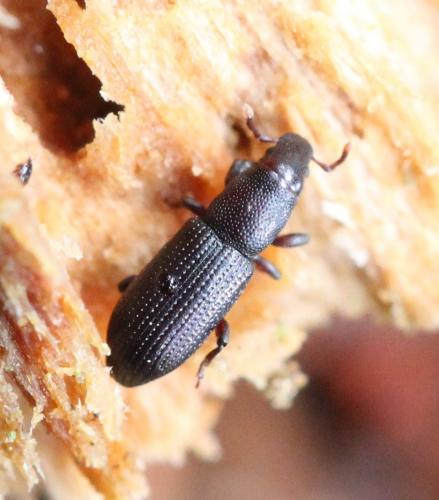 Rhyncolus ater