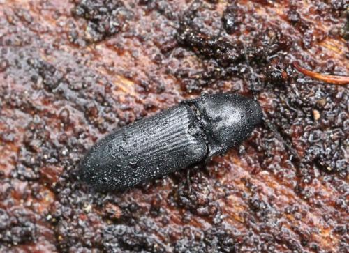 Réf. 124 904 : Ampedus scrofa